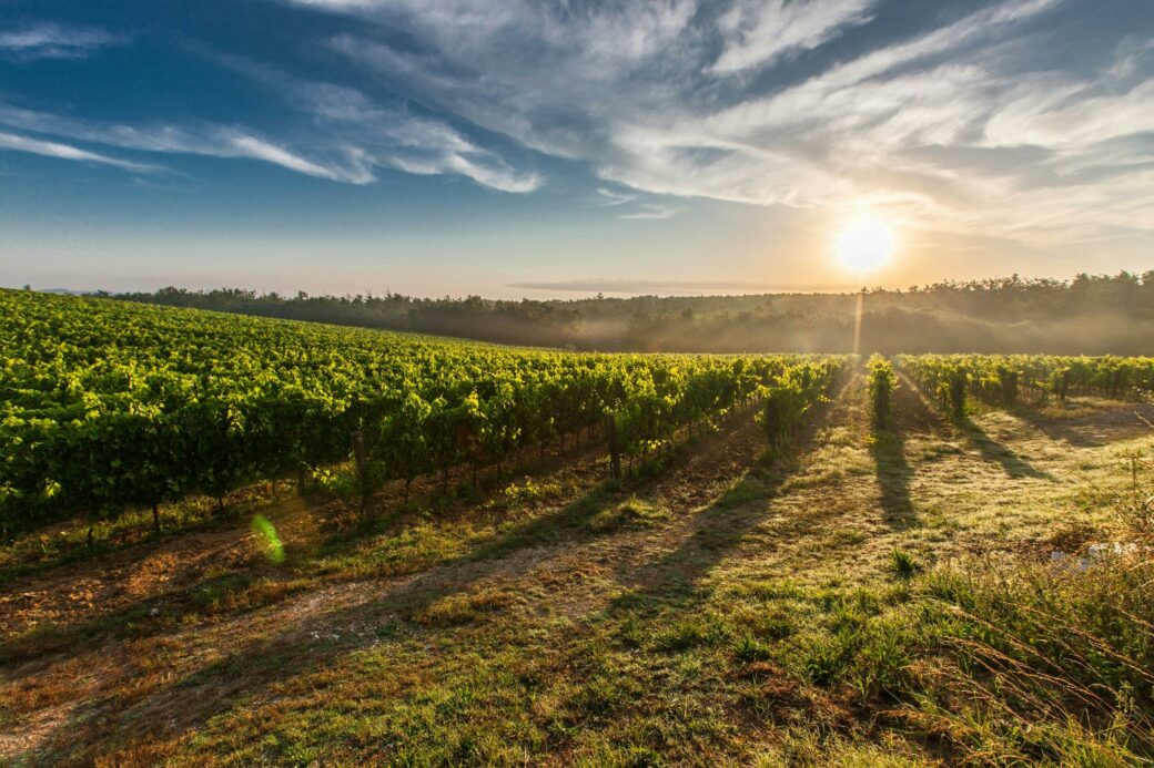 Bild eines Weinguts in der Abendsonne